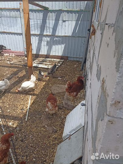 Домашние куриные яйца