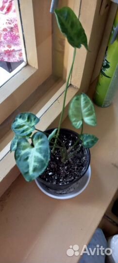 Комнатные цветы