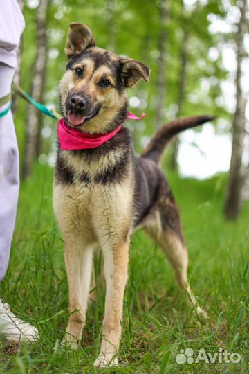 Собаки из приюта