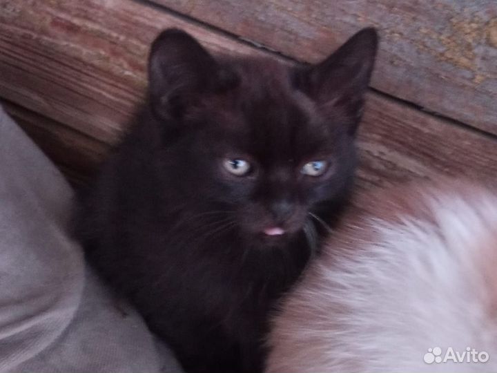 Котята отдам в добрые руки бесплатно