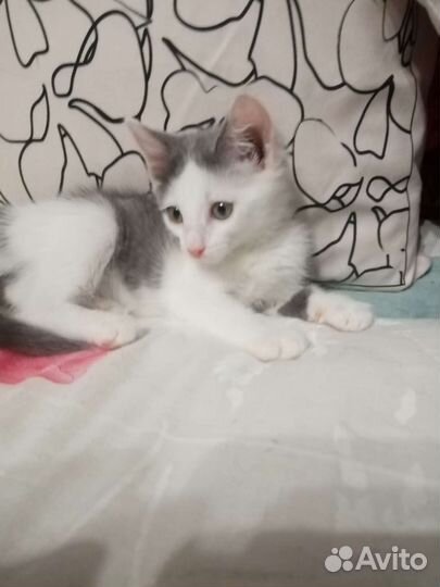 Котята в добрые руки бесплатно