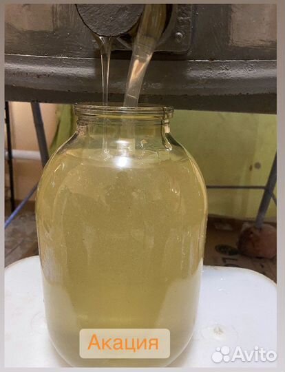 Мёд, забрус, соты, перга, подмор, прополис