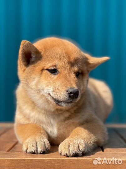 Сиба ину. девочки