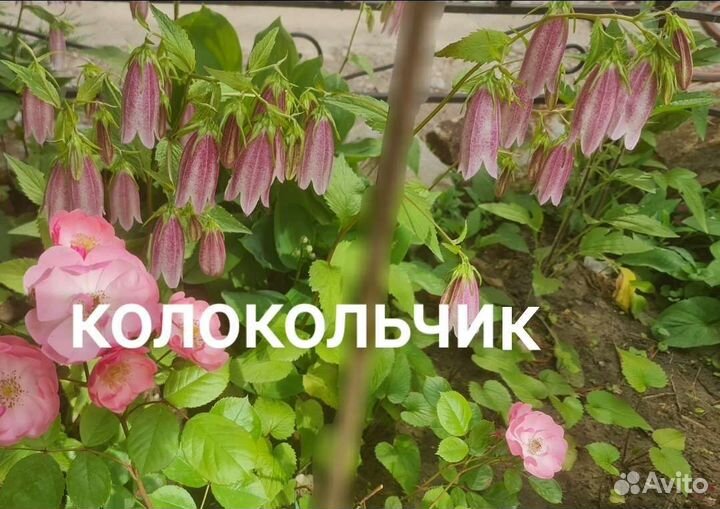 Уличные и комнатные растения