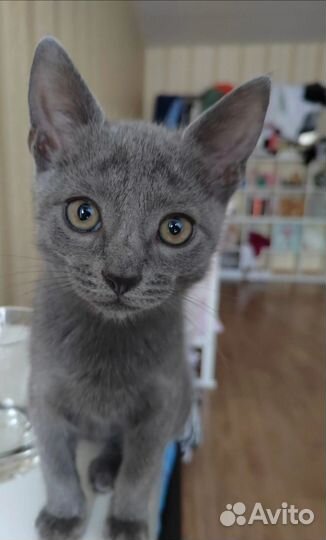 Котенок мальчик ищет дом