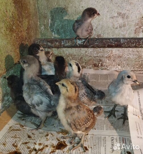 Цыплята породистые