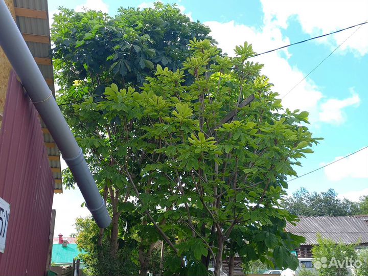 Саженцы каштана