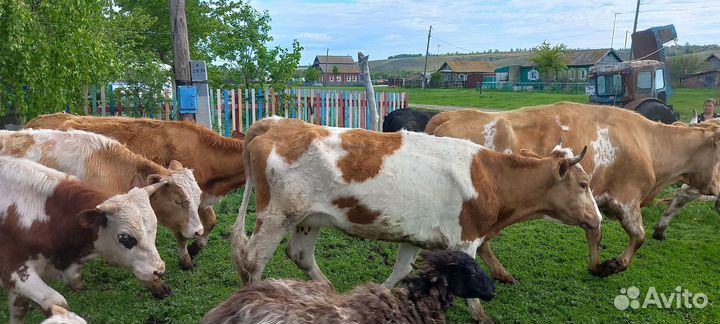Коровы, телята,бычки, овцы,ягнята