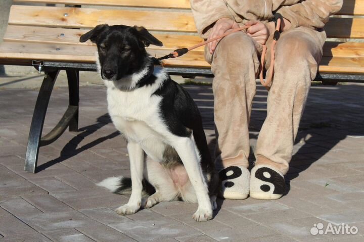 Собака в добрые руки