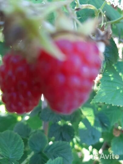 Малина в стакане