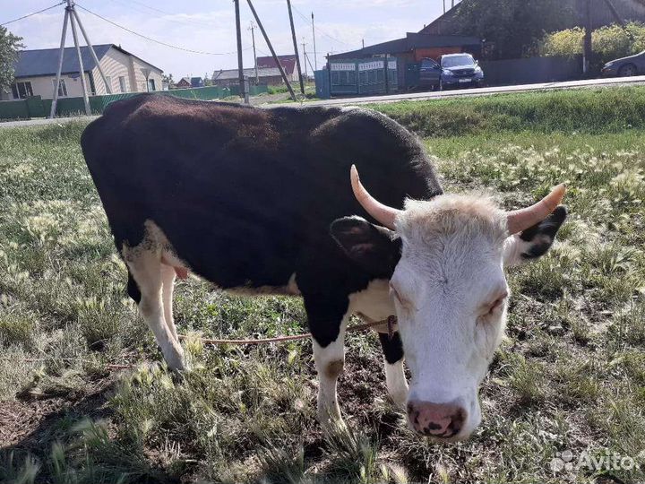 Первотелка