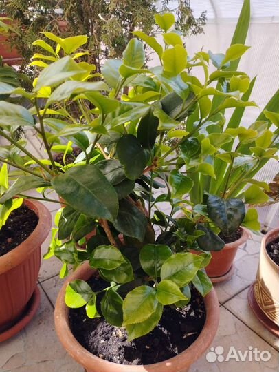 Камелия японская