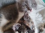 Кошечки-малютки Бонечка и Вовчик