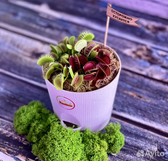 Венерина Мухоловка пересаженная D12см круг