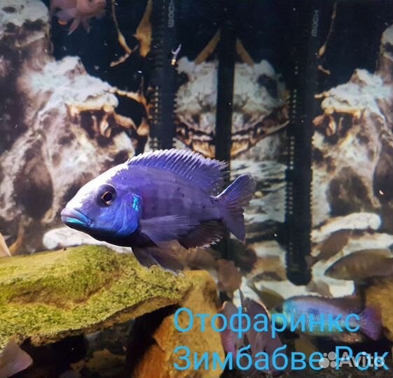 Аквариумные рыбы