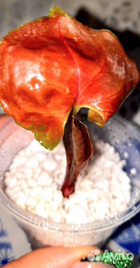 Сингониум клубничный лёд,грин арроу Мутейше,Регина