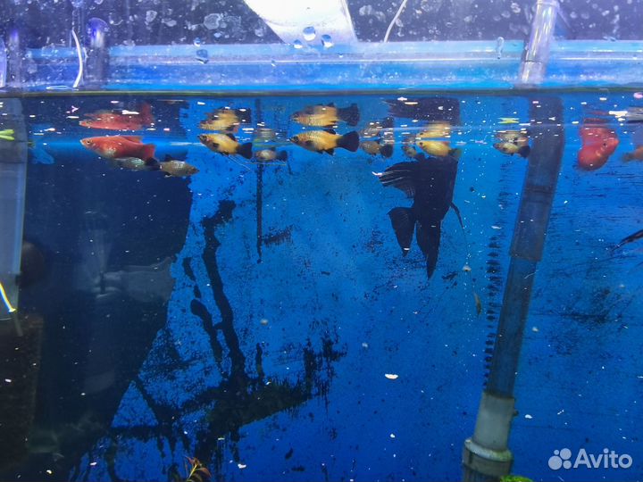 Обменяю аквариумных рыбок на растения