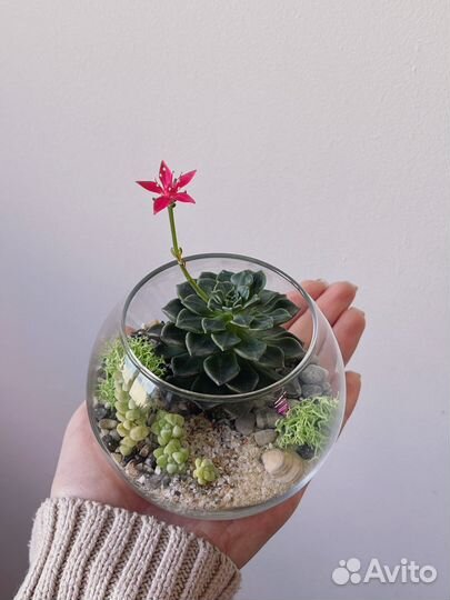 Флорариум с суккулентами
