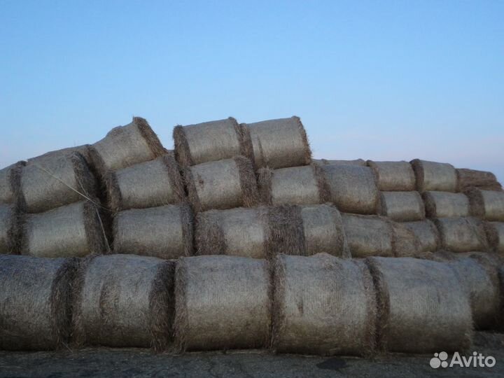 Солома пшеничная