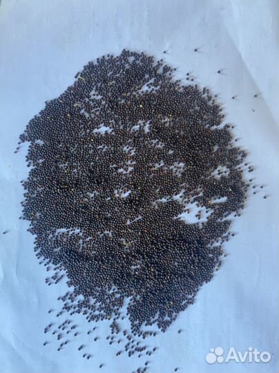 Горчица черная