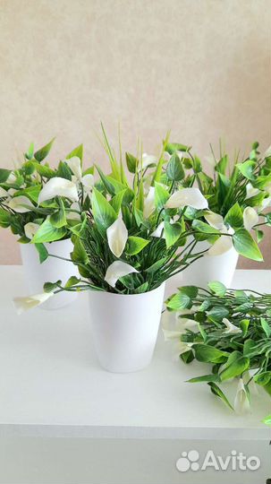 Каллы белые