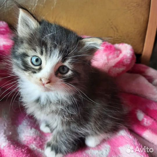 Шикарные котики