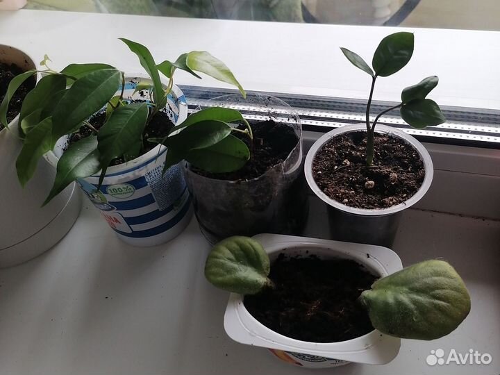 Диффенбахия