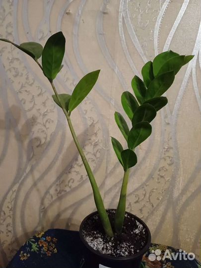 Замиокулькас