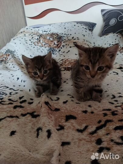 Кошки в добрые руки