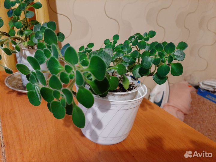 Аихризон дерево любви