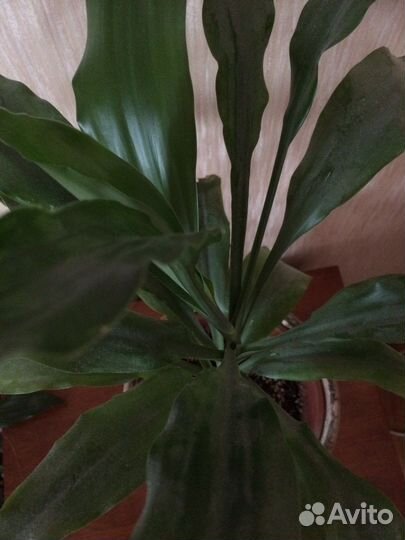 Шикарная душистая драцена в керамике