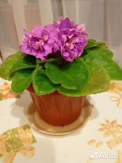 Фиалки цветущие в горшке