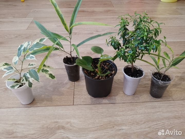 Комнатные растения