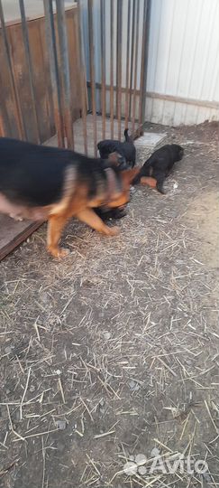 Отдам в добрые руки щенков от немецкой овчарки