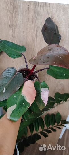 Филодендрон розовая принцесса