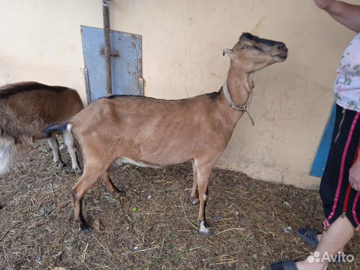 Коза дойная Альпийская. Коза дойная Ламанча