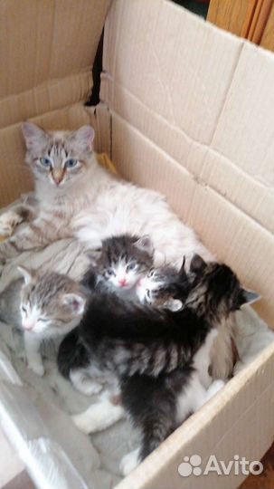 Котята 2.5 месяца в дар
