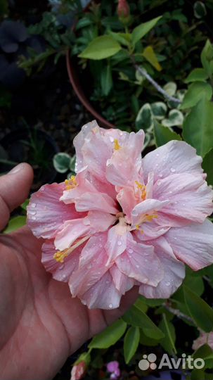 Гибискус комнатный Дабл Пинк