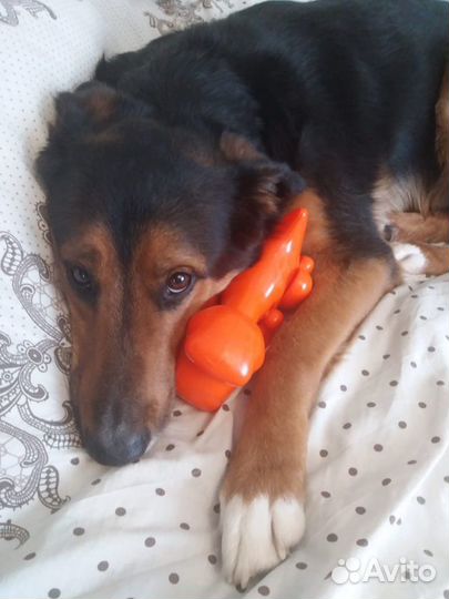 Рекс, метис зенненхунда - собака в добрые руки