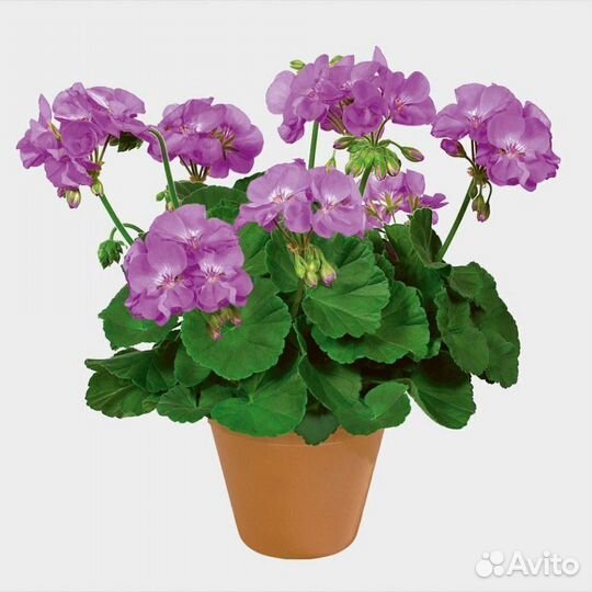 Пеларгония герань