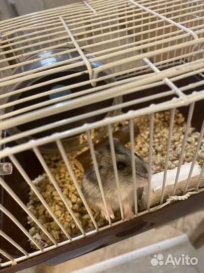 Джунгарский хомяк с клеткой бесплатно