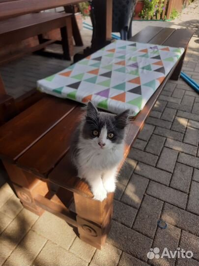 Котенок