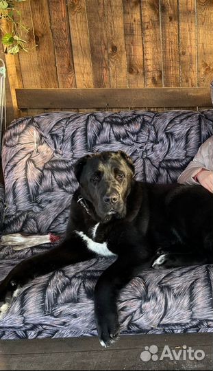 Среднеазиатская овчарка. Кобель. Бесплатно