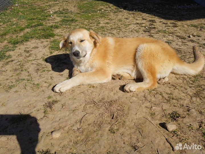 Девочка лайки