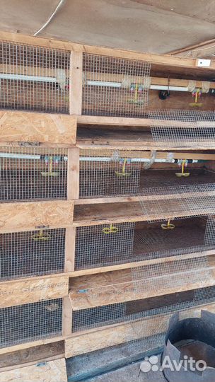 Сетки для птиц и перепелов