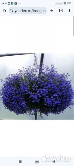 Рассада Лобелия каскадная микс