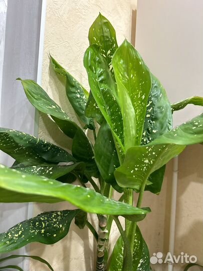 Диффенбахия