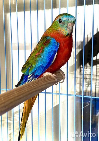 Лазурный попугай