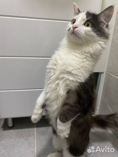 Кошка в дар бесплатно