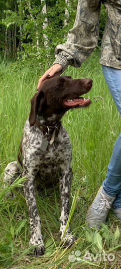 Дратхаар вязка